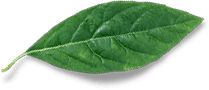 Natural Leaf